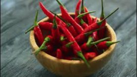 EL CHILE CODICE MENDOZA